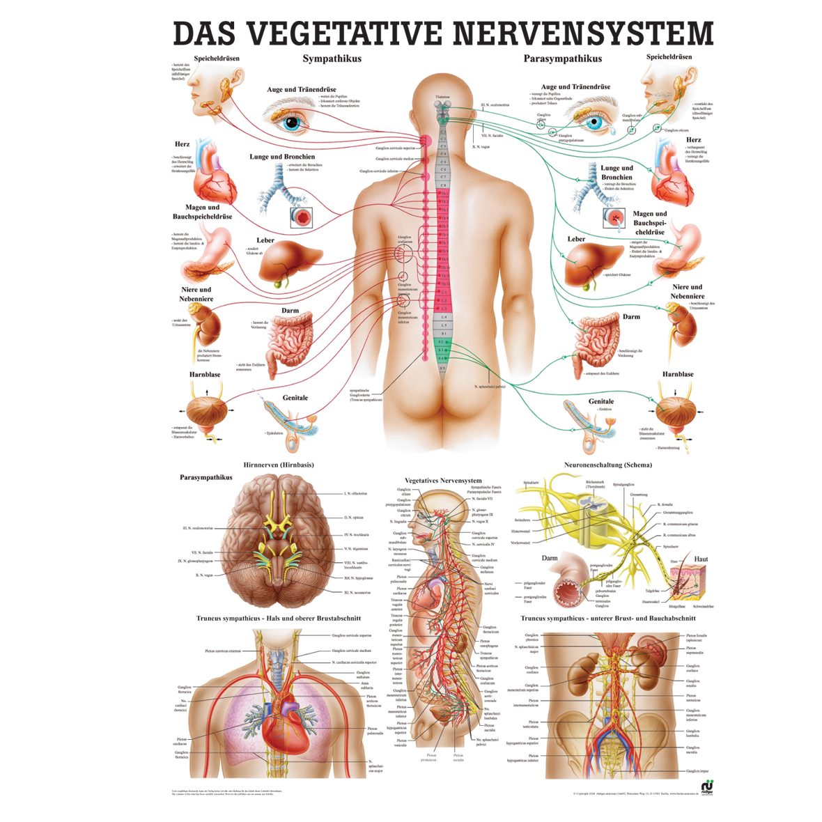 Anatomische Lehrtafel \"Das vegetative Nervensystem\"